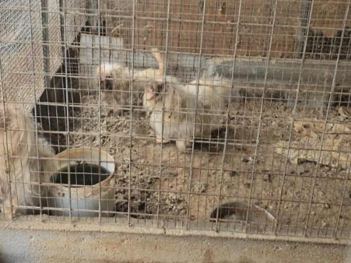 Canile-lager: titolare denunciato