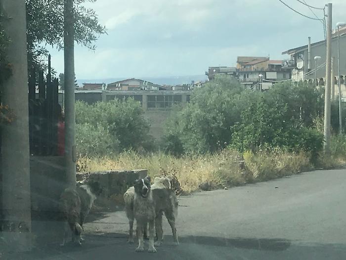 Cani e mafia: i numeri del business del randagismo a Patern&ograve; tra il 2017 e il 2024
